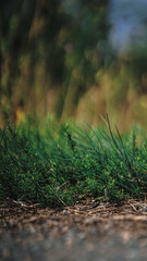 Obraz premium Sonnenblumen, Pferden und Grashupfern Schmetterlingen Blumen