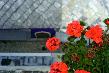A top-down view of a pot of bright red germanium flowers in front of Kujundjiluk Street in Mostar,...