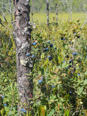 blueberry bushes in a swamp