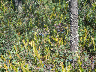 many blueberry bushes in the swamp