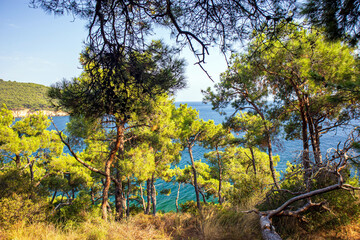 view of trees in the forest and sea in the background