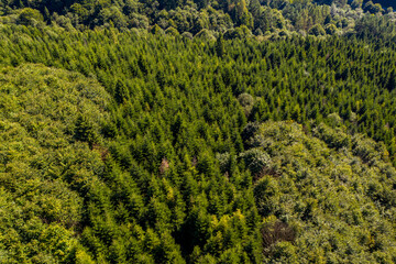 Góry Leluchowskie, Beskid Sądecki, Małopolska, Poland, EU