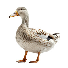 Obraz premium A Duck isolated on a transparent background for web, banner, wallpaper