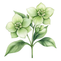 Fototapeta premium A beautiful illustration of a soft green flower with detailed petals and leaves, perfect for nature-themed designs and projects. transparent background