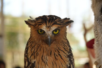 Ketupa ketupu, commonly known as the Buffy Fish Owl, is a species of large owl native to Southeast Asia. It is known for its distinctive appearance and specialized diet.|馬來漁鴞