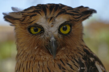 Ketupa ketupu, commonly known as the Buffy Fish Owl, is a species of large owl native to Southeast Asia. It is known for its distinctive appearance and specialized diet.|馬來漁鴞