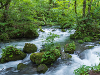 奥入瀬渓流