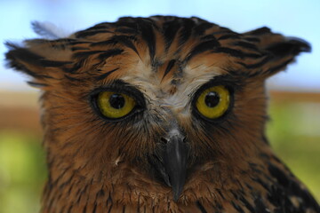 Ketupa ketupu, commonly known as the Buffy Fish Owl, is a species of large owl native to Southeast...