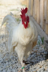 White chickens refer to a variety of chicken breeds that feature white feathers. These chickens are often raised for different purposes, including meat production, egg-laying, or ornamental reasons.