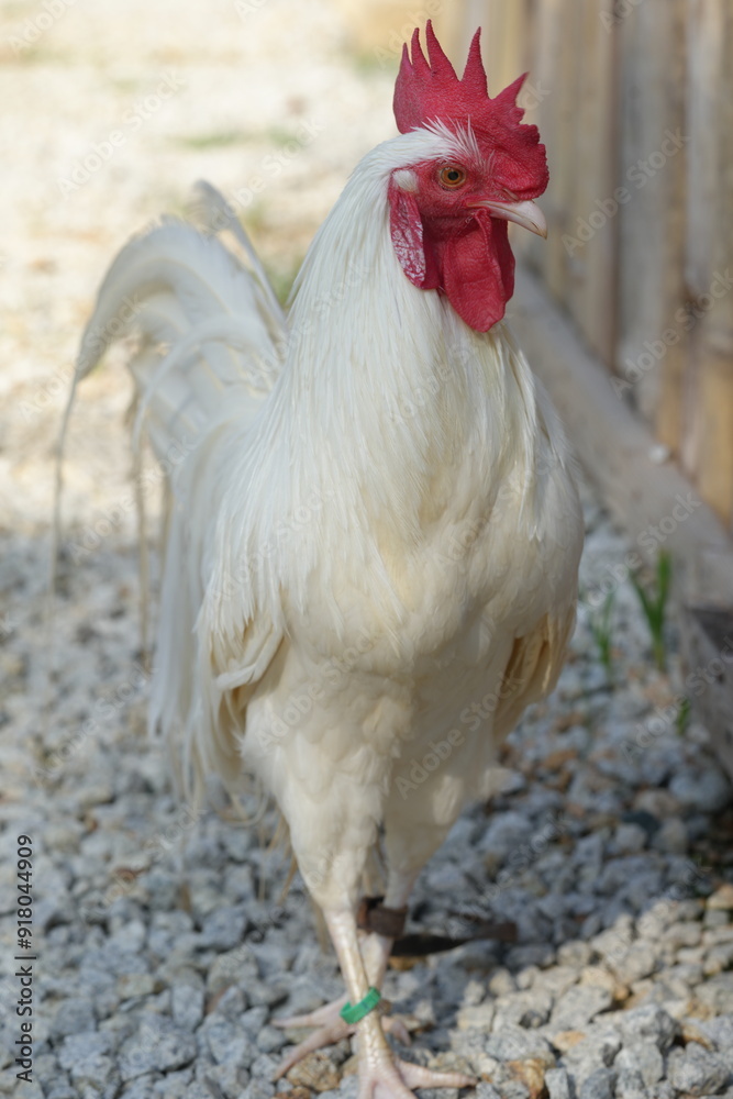 Poster White chickens refer to a variety of chicken breeds that feature white feathers. These chickens are often raised for different purposes, including meat production, egg-laying, or ornamental reasons.