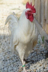 White chickens refer to a variety of chicken breeds that feature white feathers. These chickens are often raised for different purposes, including meat production, egg-laying, or ornamental reasons.