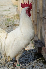 White chickens refer to a variety of chicken breeds that feature white feathers. These chickens are often raised for different purposes, including meat production, egg-laying, or ornamental reasons.