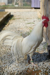 White chickens refer to a variety of chicken breeds that feature white feathers. These chickens are often raised for different purposes, including meat production, egg-laying, or ornamental reasons.