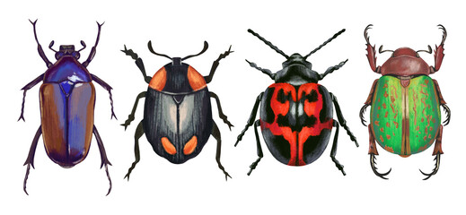 Painted Tropical Beetle Illustration Set Isolated on White