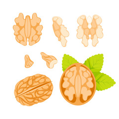 Illustration of a walnut, featuring its shell, kernel, and leaves, presented in various states