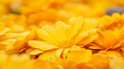 yellow flowers in a field