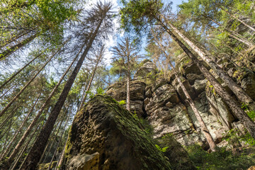 looking up the tree trunk in the forest