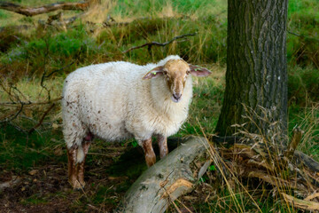 Close up photo of a sheep standing under the tree and looking into the lens.