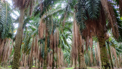 Naklejka premium Natural View Of The Peak Of The Towering Rows Of Oil Palm Trees