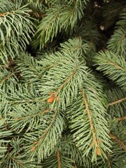 branches of a pine