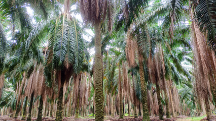 Natural Scenery Of A Palm Oil Plantation With Neat, Towering And Lush Trees