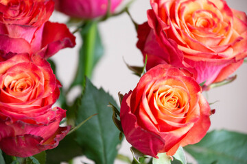 グラデーションカラーのばら