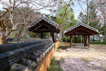 Korean traditional house with cherry blossoms, Gangneung, April, 2023