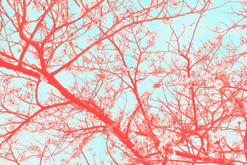 Bird and cherry blossom photo