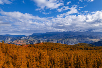 Beautiful autumn landscape with yellow trees Altai mountains Aerial photo