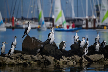 Group of Australian pied cormorants perched on a rocky groyne during a sunny day, with busy marina...