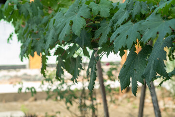 leaves of a vine growing in the yard