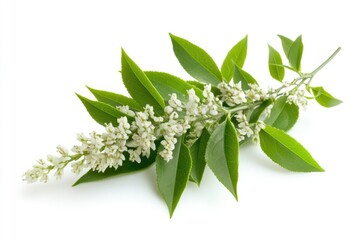 Green Tea Skin Care. Isolated Green Herb Extract of Vitex negundo Flowers on White Background