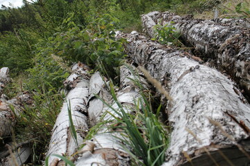 gefällte Birken