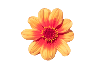 Retro hot pink and orange single flowered dahlia flower isolated transparent png.