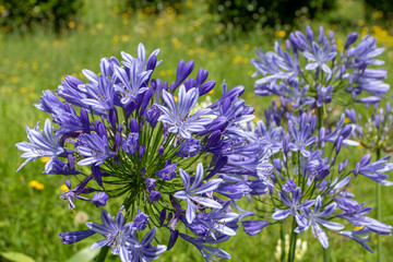 Agapanthus praecox, lily of the Nile or African lily purple flowers on the blurred yellow wildflowers background