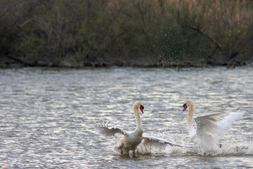 Two mute swans (Cygnus color) playing or fighting ...
