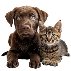 Naklejka premium Cat and dog isolated on a transparent background for web, banner, wallpaper
