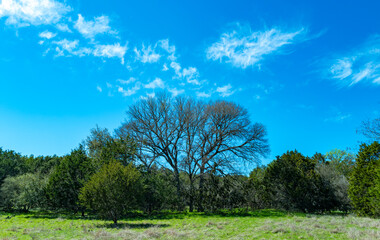 Natural landscape, dry trees against the background of a river and blue sky