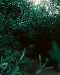 nature © Kuba