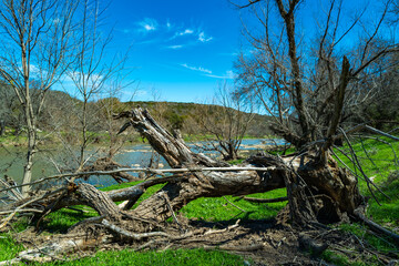 Obraz premium Natural landscape, dry trees against the background of a river and blue sky