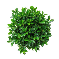 Obraz premium Top view of a lush green plant with vibrant leaves, perfect for decorating interior spaces or enhancing natural aesthetics.