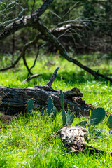 Opuntia sp. - cactus with green leaf-shaped succulent prickly stems among dry grass