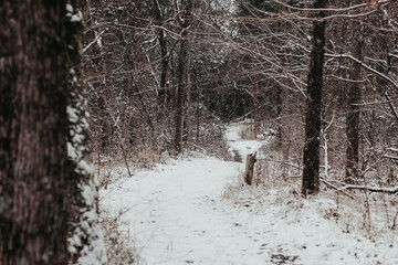 Winter Wonderland Album