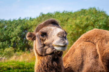 camel in the zoo