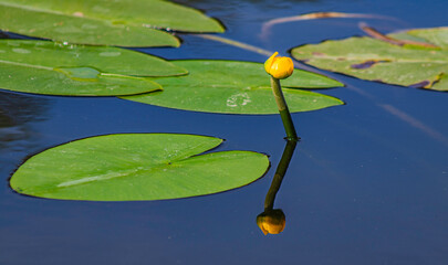 water lily in the pond