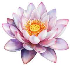 A beautifully illustrated pink and white water lily with a vibrant yellow center, showcasing delicate petals and a serene aesthetic