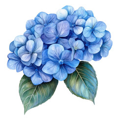 Fototapeta premium A beautiful watercolor illustration of a blue hydrangea bouquet with lush green leaves, showcasing delicate petals in various shades of blue