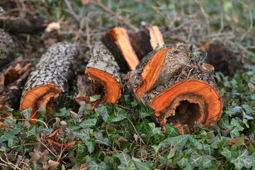 rotes Holz, gefällter Baum