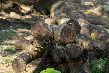 firewood in the woods