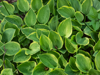 Hosta 'Golden Tiara' growing in the garden with a compact mound of broadly oval to heart-shaped, mid-green leaves with irregular margins